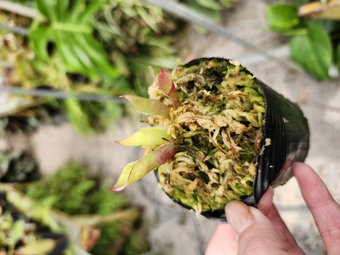 ヘリアンフォラ3点セット みょん 2025年最新】ミノール ヘリアンフォラの人気アイテム - メルカリ