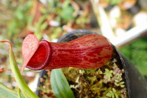 teatネペン Nepenthes（ネペンテス/ウツボカズラ）の商品一覧 | Y's Exotics