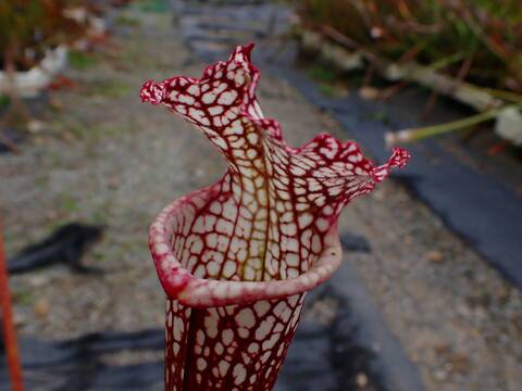く*い様 食虫植物　サラセニア　ももいろといき 食虫植物】聖地サラセニア畑を1年で1番良い季節に愛でよう