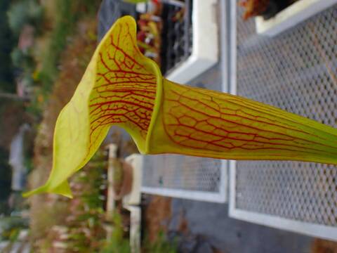 商品一覧 - Y's Exotics （山田食虫植物農園）