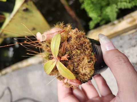 Nepenthes（ネペンテス/ウツボカズラ）の商品一覧 | Y's Exotics
