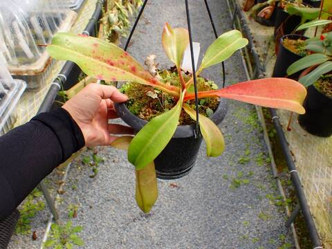 J100 5-2 N. truncata x [(ventricosa x sibuyanensis) x merrilliana] EP