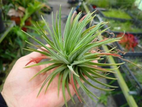 Tillandsia (ティランジア/エアープランツ）の商品一覧 | Y's