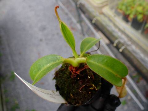 O625 5-1 N. (truncata x peltata) x erucoides #NNN