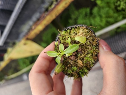 Y795 1-3 N. eymae x villosa