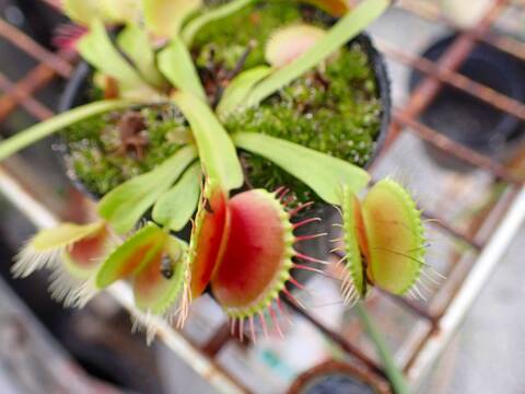 食虫植物 お知らせ用 29166_3.jpg