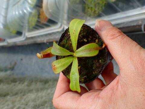 P676 5-1 [YA-10] N. veitchii Bario (very big pitcher) x veitchii Bario (stripe peristome) Y's Lab