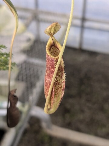 Nepenthes（ネペンテス/ウツボカズラ）の商品一覧 | Y's Exotics （山田食虫植物農園）