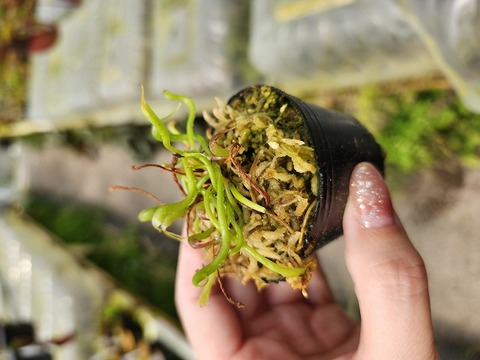 Darlingtonia californica - サラセニア・ダーリングトニア