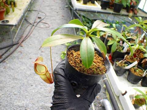 G403 5-3 #BBB N. viking x campanulata konan