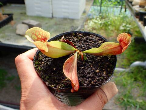 Y's Exotics （山田食虫植物農園）