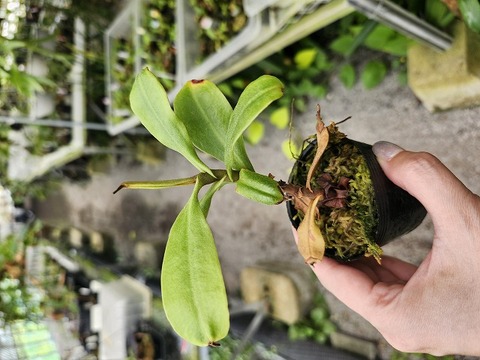 バルボフィラ　アンプロシア　子株 商品一覧 - Y's Exotics （山田食虫植物農園）