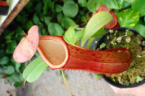 Nepenthes（ネペンテス/ウツボカズラ）の商品一覧 | Y's Exotics