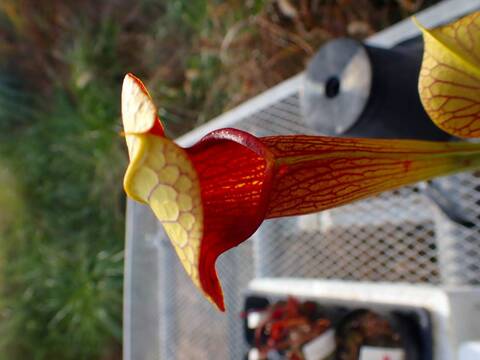 商品一覧 - Y's Exotics （山田食虫植物農園）