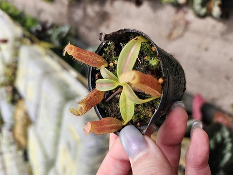 E182 1-3 N. (maxia x campanulata) x macrophylla #NNN