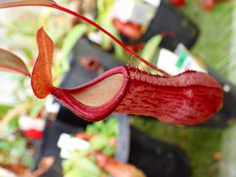 11/30まで　ウツボカズラ　N.トラスマディエンシス　食虫植物 商品一覧 - Y's Exotics （山田食虫植物農園）