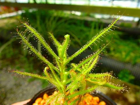 Drosera（ドロセラ/モウセンゴケ）の商品一覧 | Y's Exotics （山田食虫植物農園）