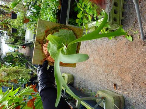 Platycerium (ビカクシダ)の商品一覧 | Y's Exotics （山田食虫植物農園）