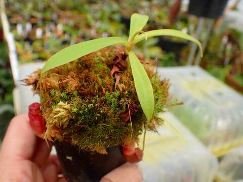 商品一覧 - Y's Exotics （山田食虫植物農園）