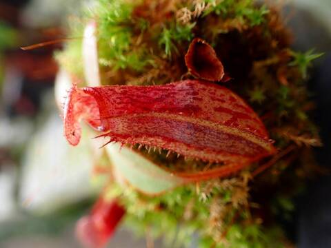 ヒカゲノカズラ　　kukkakori*様 Colmanara Wildcat 'Green Valley' (Odontonia Rustic Bridge x