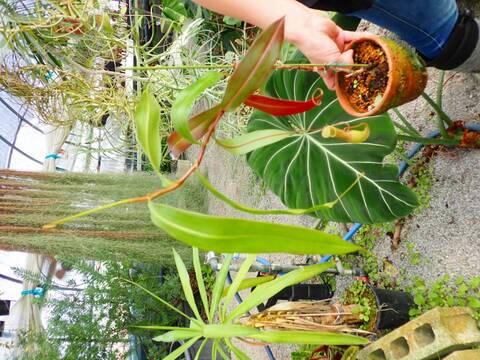 R240 3-3 N. gracilis (Big pitcher) MT