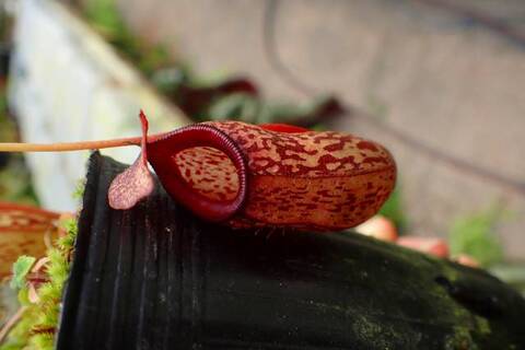 Nepenthes（ネペンテス/ウツボカズラ）の商品一覧 | Y's Exotics