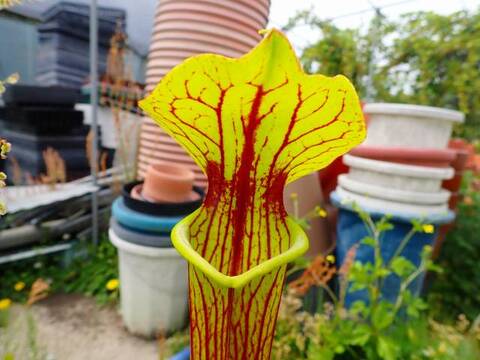 商品一覧 | Y's Exotics （山田食虫植物農園）