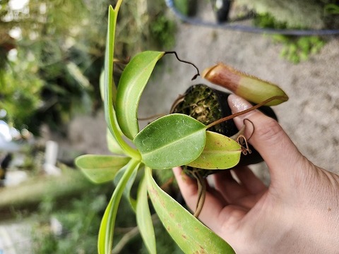 商品一覧 - Y's Exotics （山田食虫植物農園）