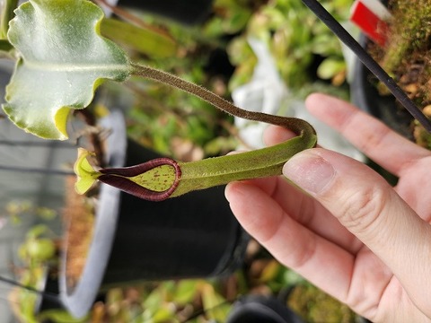 E158 1-1 #BBB N. maxima wavy leaf (seedling) Y's 