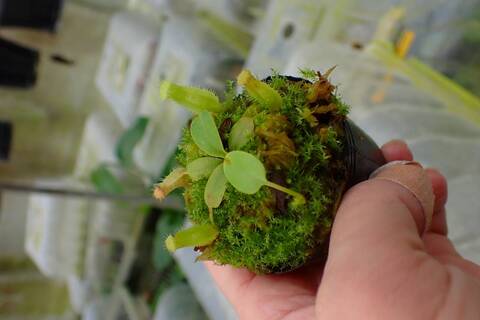 E635 1-3 N. peltata `Yellow Phantom' x xharryana Tambuyukon #NNN