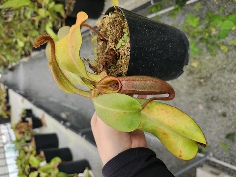 Y's Exotics （山田食虫植物農園）