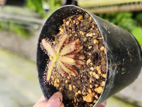 マメスナ　コロニー Y's Exotics （山田食虫植物農園）