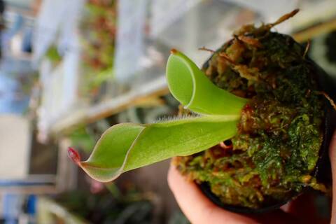 Heliamphora Species（ヘリアンフォラ原種）の商品一覧 | Y's Exotics
