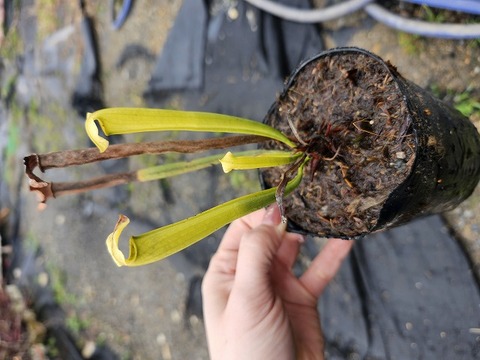 Y670 S. rubra subsp. gulfensis f. luteoviridis Yellow River FL
