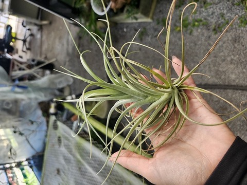 R570 3-1 T. aeranthos x Meridionalis TI