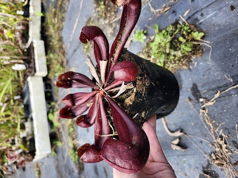 クレマチス確認用 クレマチス 確認用