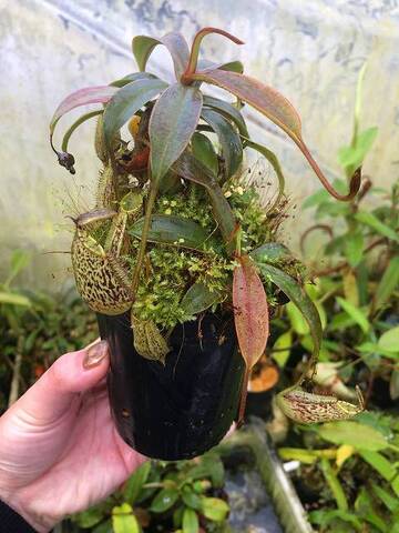 Nepenthes（ネペンテス/ウツボカズラ）の商品一覧 | Y's Exotics