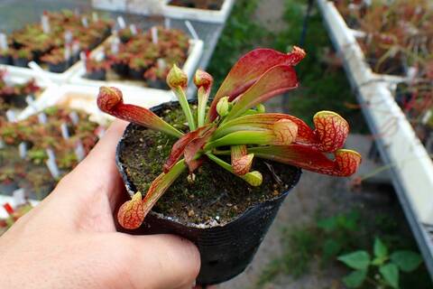 Sarracenia Species（サラセニア原種）の商品一覧 | Y's Exotics