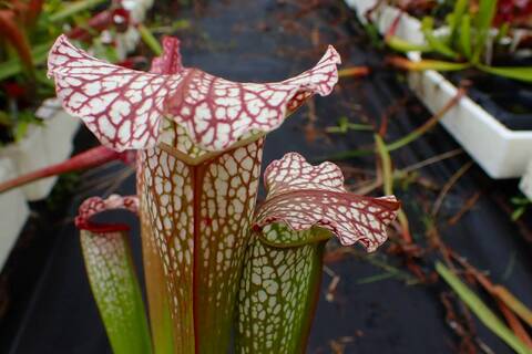 サラセニア レウコフィラ アルバ ベリーホワイトトップス 食虫植物 サラセニア レウコフィラ アルバ ベリーホワイトトップス 食虫