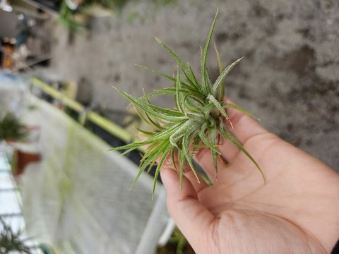 P863 3-1 T. ionantha Mex small 