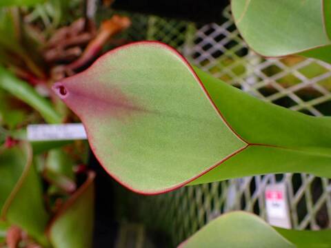 商品一覧 - Y's Exotics （山田食虫植物農園）