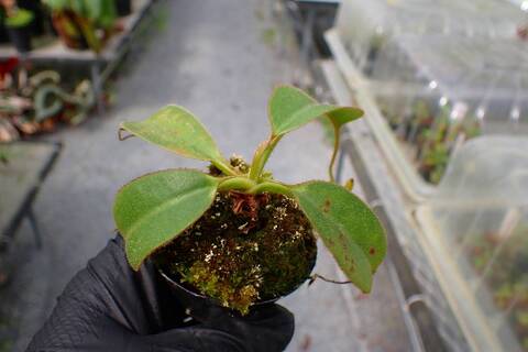 商品一覧 - Y's Exotics （山田食虫植物農園）