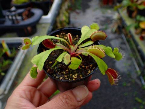 Catopsis morreniana giant form 食虫植物 商品一覧 - Y's Exotics （山田食虫植物農園）