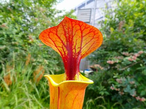 Sarracenia（サラセニア）の商品一覧 | Y's Exotics （山田食虫