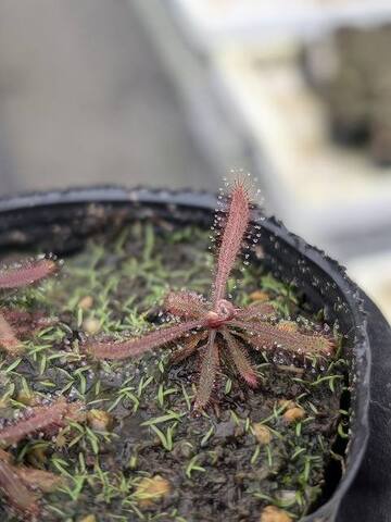 Drosera（ドロセラ/モウセンゴケ）の商品一覧 | Y's Exotics （山田食虫植物農園）