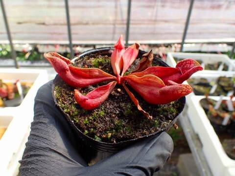 G770 4-1 S. purpurea ssp. venosa var. burkii (seedling)