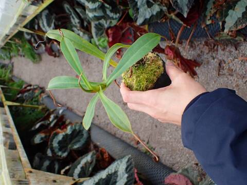 O588 1-4 N. izumiae thi yam