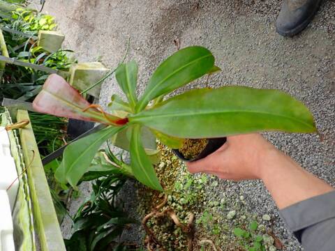 R484 3-2 N. (viking x ampullaria red) x northiana ES