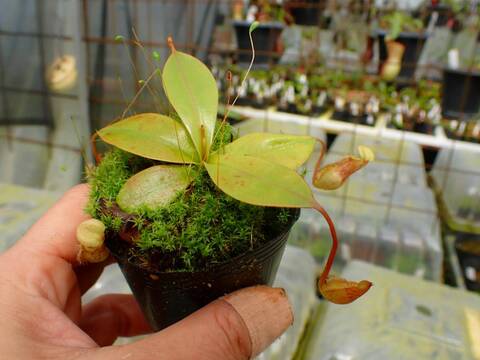 P954 1-3 N. bellii x xalisaputrana #NNN
