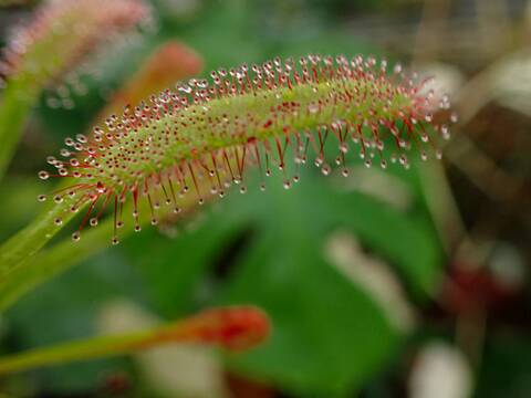 R457 3-1 D. capensis ラベル落ち